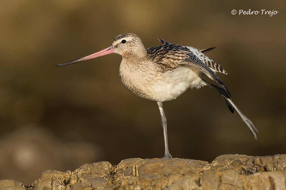 Aguja colipinta (Limosa lapponica)